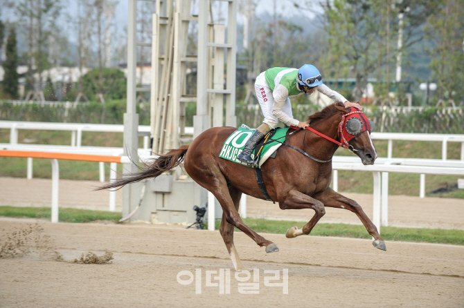 총상금 537억원 '두바이 월드컵 카니발' 韓경주마 도전