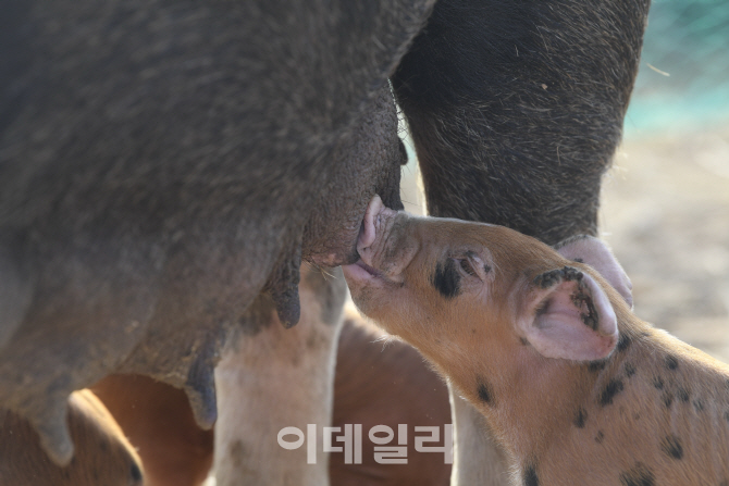 [포토]복돼지 기운 받으세요!!