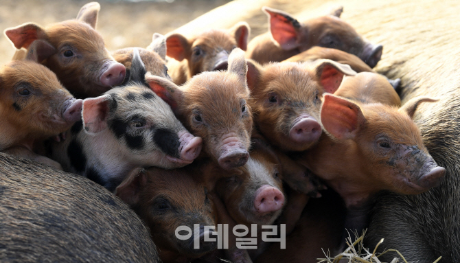 [포토]이데일리 독자 여러분, 황금돼지 기운 받으세요!!