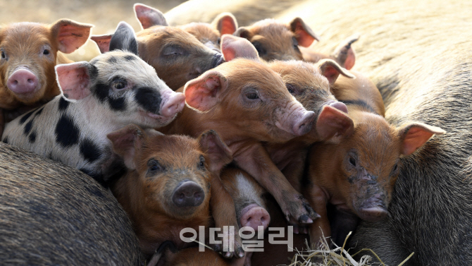 [포토]귀여운 아기 돼지들