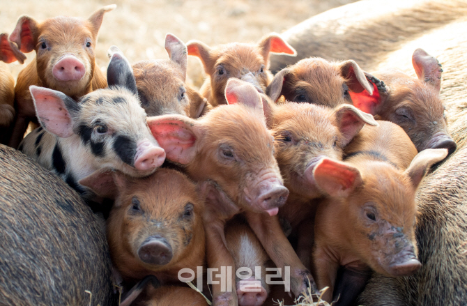 [포토]황금 돼지의 기운받아 2019년 행복한 한해 되세요!