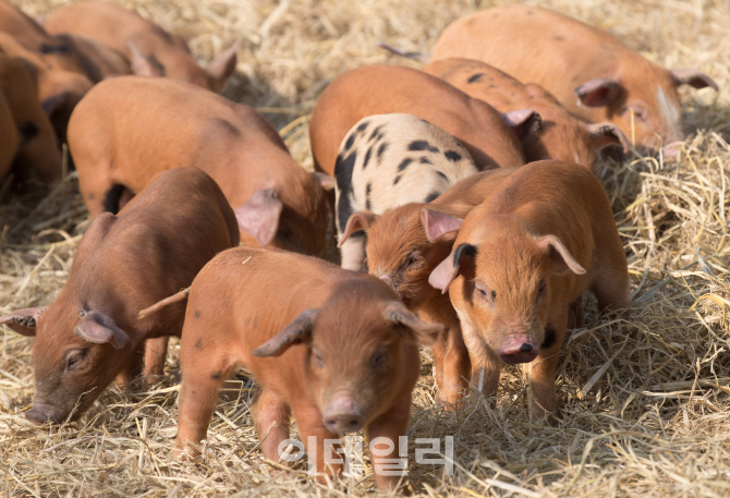 [포토]새해 맞이하는 아기돼지들