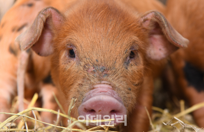 [포토]반갑다! 기해년(己亥年)