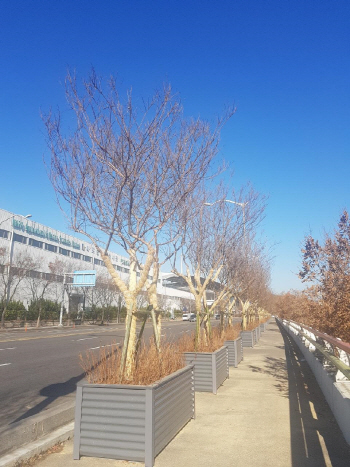 마포구, 이대앞 등 3곳 도로변에 공기청정숲 조성