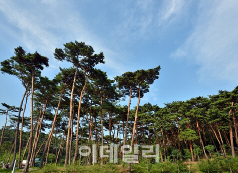 충남 태안 안면도 소나무숲, 국가산림문화자산으로 지정