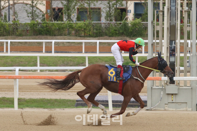 올해 96일간 2701개 경주…‘트리플나인’ 이을 국산마 샛별은?