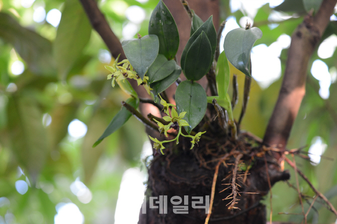 [포토]국립생태원, '세계 난초과식물 전시회'