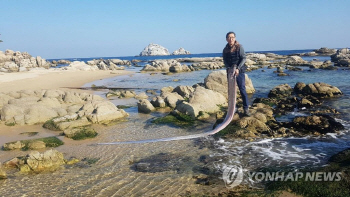 지진 전조? '길이 4.2m' 산갈치, 고성 해안서 발견