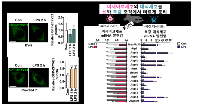 DGIST, 뇌 면역세포에서 자가포식 작용 억제되는 과정 규명