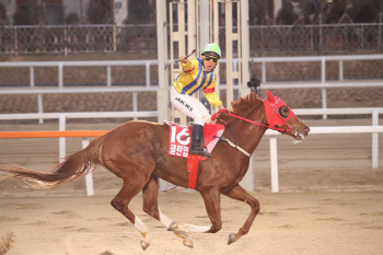 서울경마 중흥기 이끈 명마 '클린업조이'…은퇴 후에는?