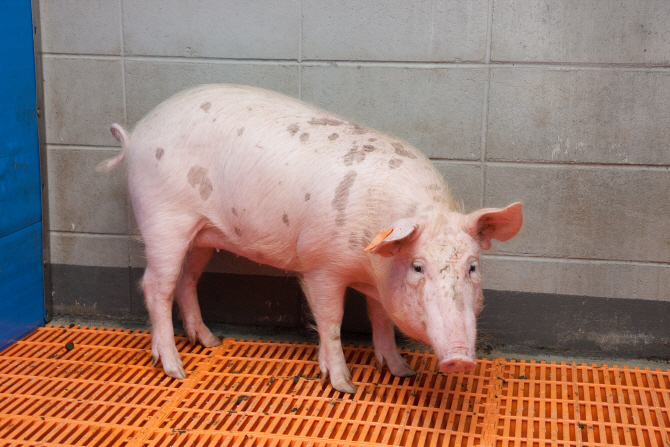 ‘돼지심장 사람에게 이식하는 시대 올까’…농진청 이종이식 연구