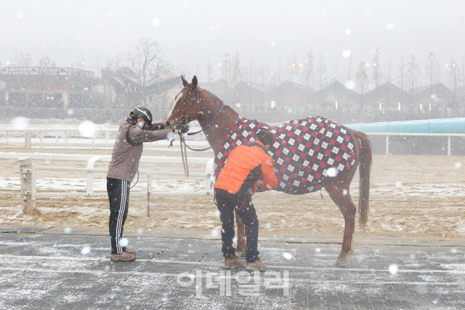 [경마이야기]경주마도 방한복 입는다..겨울나기 건강관리법은?