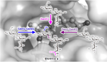 국내 주도 공동 연구진, 항생제 젠타마이신 B의 생합성 과정 규명