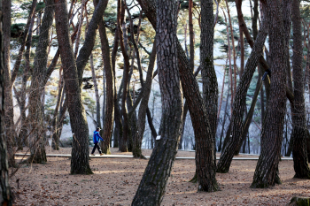 [여행] 육지속 외딴 섬 갇힌 '단종'…영월 곳곳 애달픈 恨 '절절'