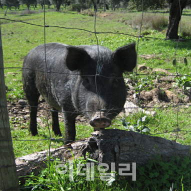 이베리코 흑돼지 등급, 어떻게 나뉘나