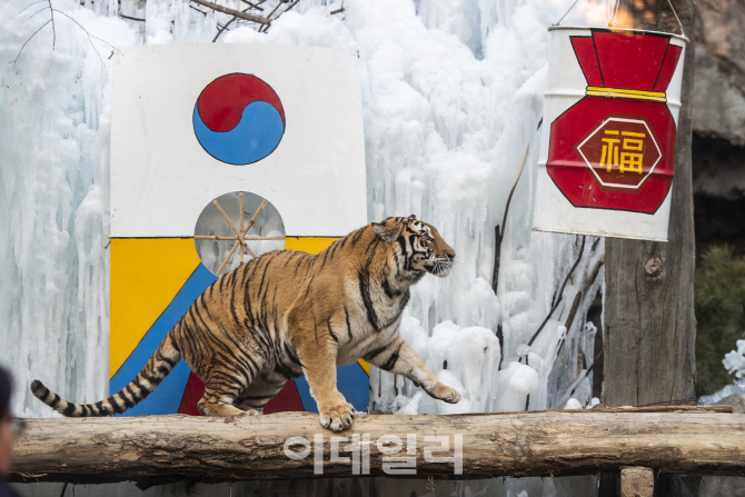 [포토] 한국호랑이의 설날