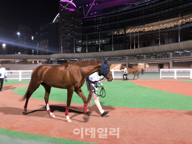 두바이 월드컵서 돌풍 일으킨 국가대표 '돌콩'