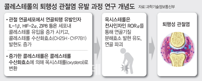 국내 연구진, '퇴행성관절염' 원인 세계 최초로 밝혀냈다