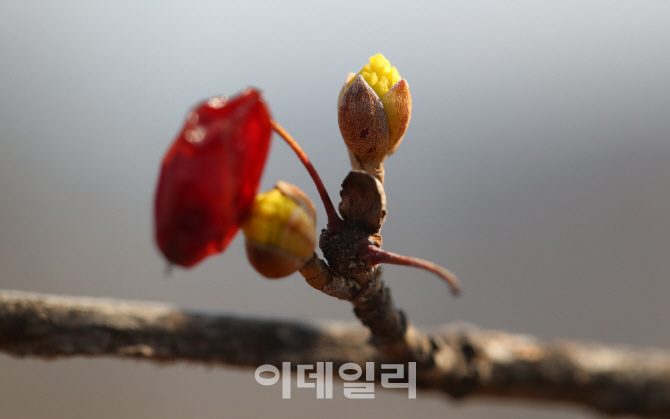 [포토] 봄 기운을 머금은 산수유