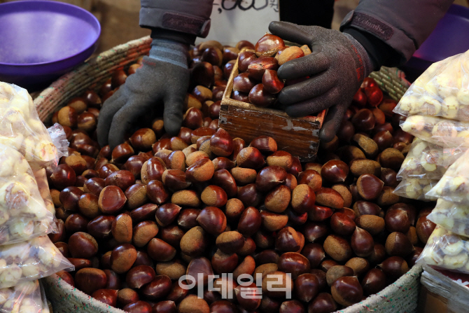 [포토]'부럼깨기엔 햇밤이 최고'