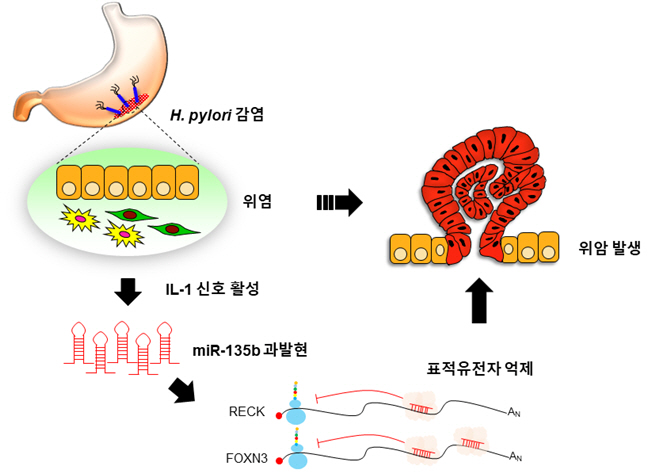 韓·日공동연구진, 위염·위암 촉진하는 신규 유전자 찾았다