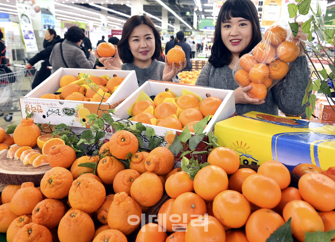 [포토] 농협유통, 제철 한라봉 천혜향 판매