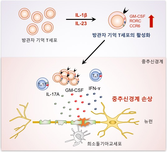 국내 연구진, 자가면역질환 원인 방관자 T세포 역할 규명