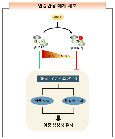 국내 연구진, 염증 반응 제어하는 핵심기전 규명