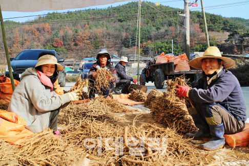 "건도라지 분말 가열하면 사포닌 함량 최대 8배"