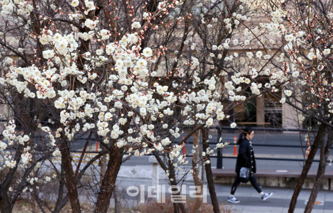 [포토]'미세먼지 걷히니 고개 내민 봄기운'