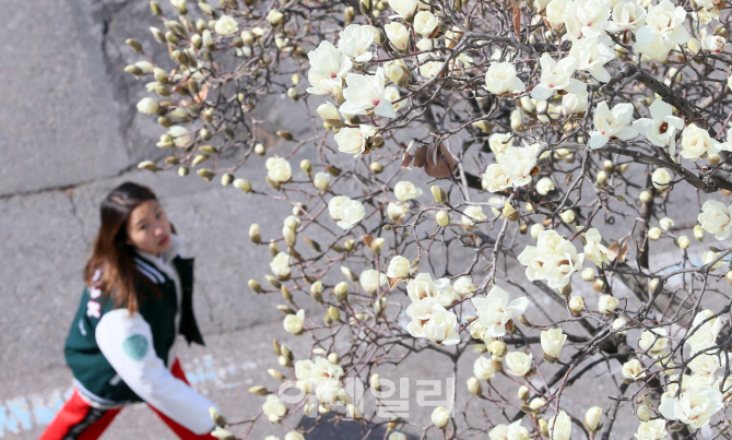 [포토]교정에 핀 목련