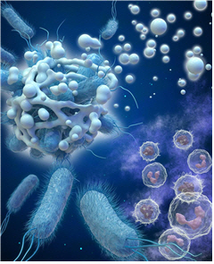 만성중이염 원인균 억제하는 특정 단백질 면역기능 밝혀내
