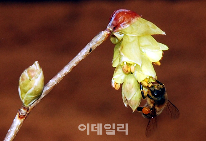 [포토] 송광납판화 '히어리'