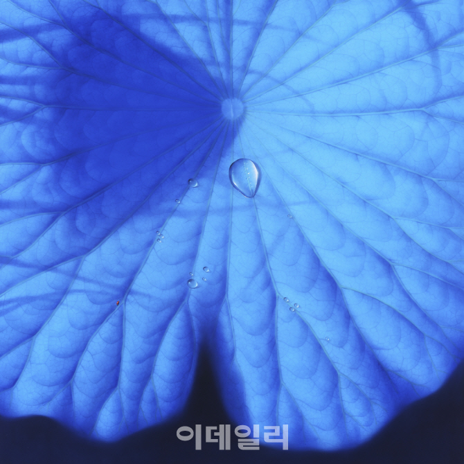 [e갤러리] 도도한 연잎, 숨통 틔운 무당벌레…남상운 '블루문'