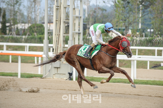 경주마 '돌콩', 세계 최고 상금 두바이월드컵 결승 진출