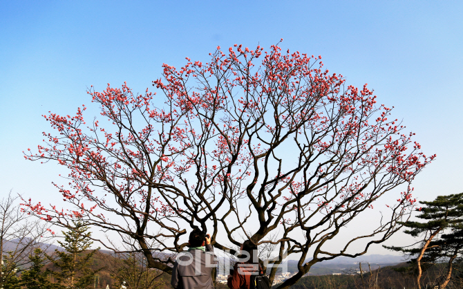 [여행+] 튤립·벚꽃·장미…이번에 ‘매화’가 ‘활짝’