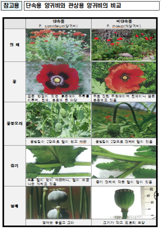 경찰청, 양귀비·대마 밀경작 집중 단속…드론까지 동원