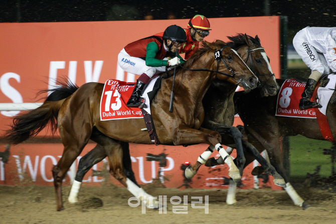 국가대표 경주마 '돌콩', 두바이월드컵 11위.. 세계무대 높은 벽 실감