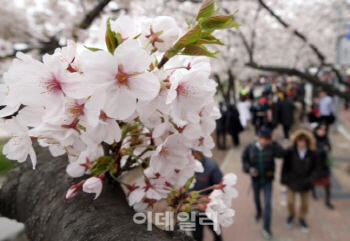  “왔다 봄, 시작됐다 벚꽃축제”