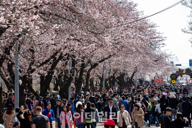[포토]여의도 벚꽃 축제 시작