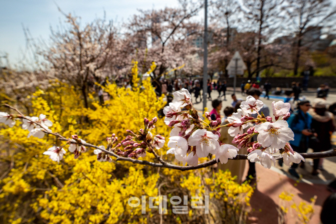 [포토]벚꽃과 개나리 핀 여의도