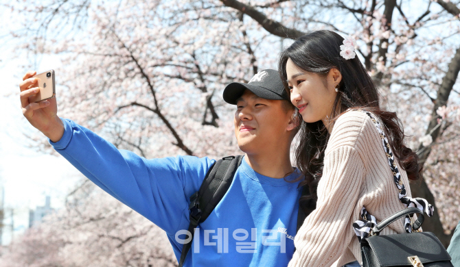[포토]벚꽃아래서 깊어가는 사랑