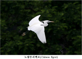 멸종위기 1급 노랑부리백로·저어새 백령도 번식