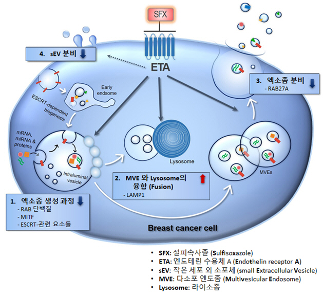 국내 연구진, 암세포 닮은 엑소좀 분비 억제 암치료법 개발