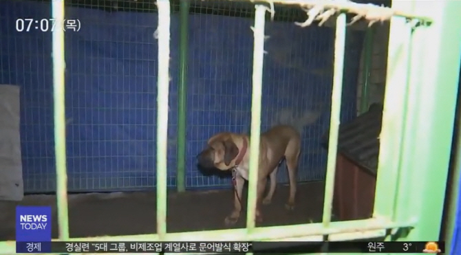 1.4m 도사견 공격에 60대 사망… '개물림 주의' 한해 2000명 피해