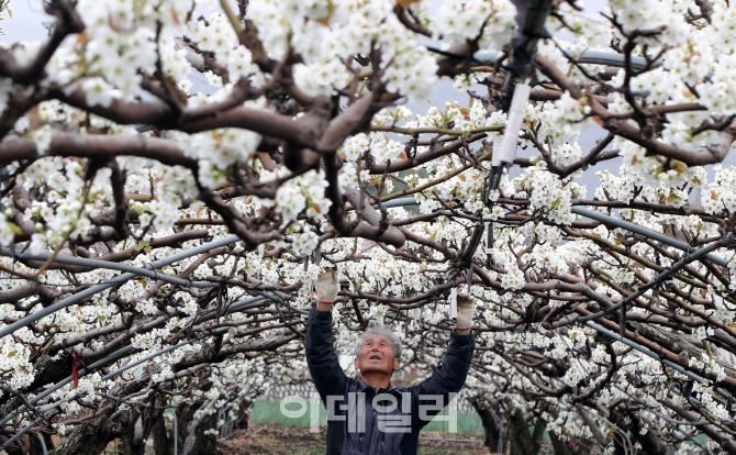 [포토] 하얀 배꽃 핀 농촌
