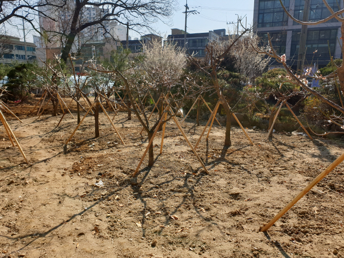 수원시, 기증받은 조경수로 '공공녹지' 조성