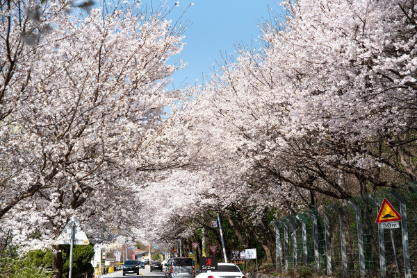 봄 꽃나들이, 서울근교 가볼만한곳 어디?