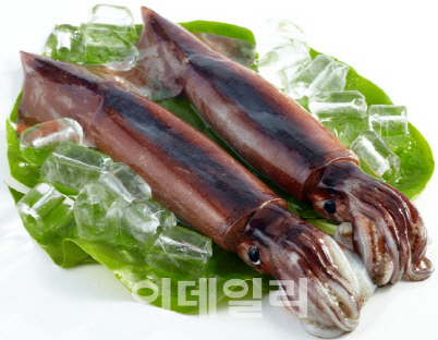 “金징어 막는다”…어린 오징어·문어 어획 금지