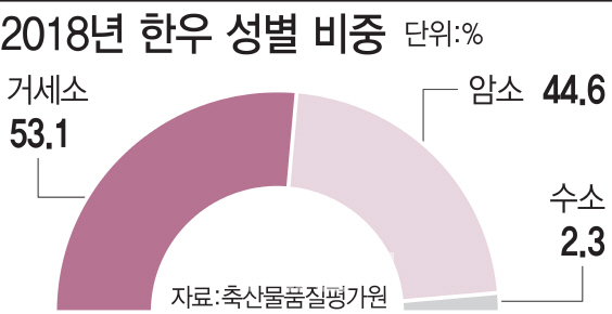 [하얀거짓말]①牛등급제 도입 26년…사라진 ‘수소’